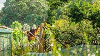 The Science of Animal Care - The High Canopy