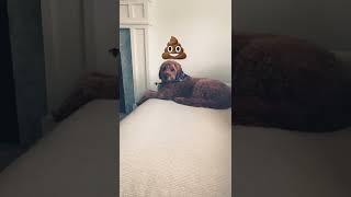 Cooper - lil poop boi