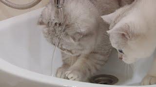 Scottish fold and straight wash their heads and paws | Silver chinchilla | Funny & cute kittens