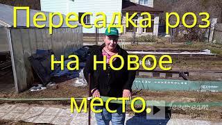 Пересадка роз на новое место  и зимнее черенкование роз.