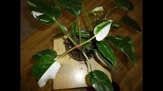 #philodendron  White Princess / філодендрон "Біла Принцеса"