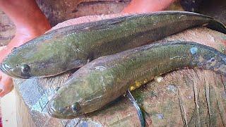 Amazing Sola Fish Cleaning & Cutting Skills in Fish Market | Live Fish Cutting Video