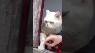 Cute Funny Cat II #cats #animals #viral #catsofinst #shorts #crazykitty #cutecat #kitten #cat