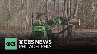 Tree removal companies see spike in business due to extra windy conditions in Philadelphia region