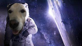 I'm a dog in space | Breathedge