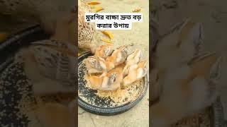 মুরগির বাচ্চা দ্রুত বড় করার উপায়। #দেশি_মুরগি_পালন_পদ্ধতি #chicken