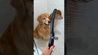 A los perros Golden Retriever les ENCANTA esta rutina de baño relajante 
