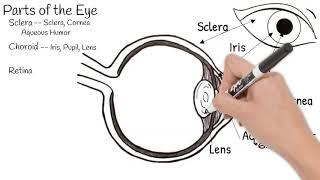 The Eye. Short Simple Science