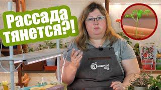 Рассада вытянулась и стала тонкой?! Спасаем растения!