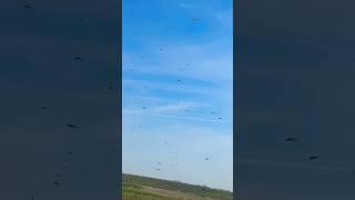 Buzzer Midges Attacking Camera In Slow Mo | RSPB St Aidan’s #insects #nature