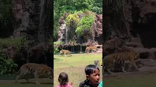 Tu De, Liam, Brilly, look the lion