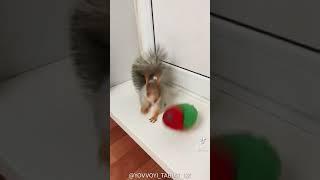 yovvoyi tabiat. juda qiziqarli videolar bizda