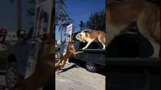 Central Asian Shepherd Dog vs. Smaller Breed Dog Face-OffCanine ConfrontationBig vs. Small #liondog