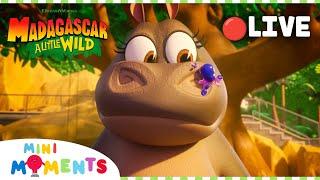  LIVE | Babysitting Hedgehogs is Not Easy!  | Madagascar: A Little Wild | Mini Moments