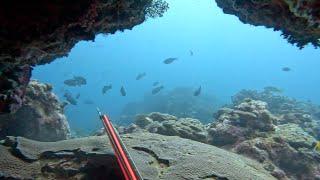 Spearfishing FIJI | Tropical fish Identification