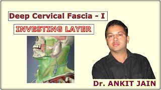 Deep Cervical Fascia - I (Investing Layer)/ Anatomy / Simplified/ Fascia colli