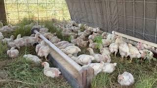 Pastured Poultry - an up close look at my chicken tractors and the systems that make them work