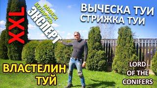 ЖЕСТКАЯ СТРИЖКА И ВЫЧЕСКА ТУИ |КАК ? /@LORD_OF_GARDEN_BELARUS / СТРИЖКА ТУИ /Стрижка сада МИНСК