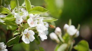 Davison Orchards: Our Farm Pollinators