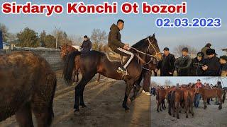 Sirdaryo Kònchi Ot bozori 02.03.2023