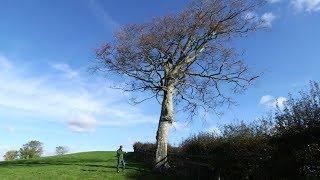 How to Choose the Best Tree for a Barn Owl Nestbox