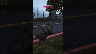 ПОГОНЯ ЗА КОТОМ НА MAJESTIC RP | GTA 5