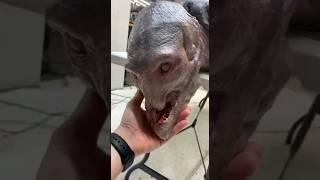 SkinWalker Disguised As Animals ️ PRT-30 #viral #ytshorts
