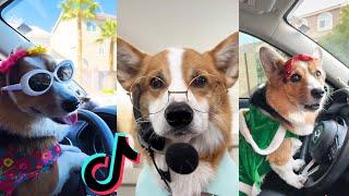 *1+ HOUR* New Best Hammy and Olivia Tik Toks 2022 - New Funny Tik Tok Memes - TikTok Famous