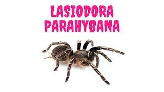 A bird-eating spider. Lasiodora parahybana. The package.