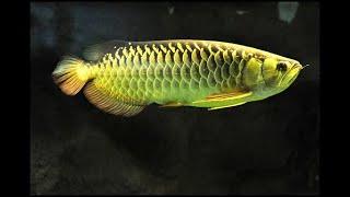 HBRTG High back Red Tail Golden Arowana