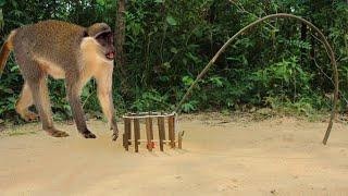 Monkey  Trap  Make Form Wood Simple And Easy Traditional Monkey trap| Animals