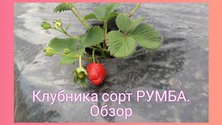 Клубника сорт РУМБА. Обзор