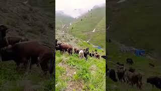 Nomadic shepherd cows plateau life travel wiev #music #doğa #mountainswiev #shepherd #cows #nature