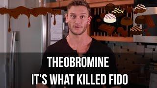 Chocolate: Benefits vs. Dangers | Is Theobromine Safe? - Thomas DeLauer