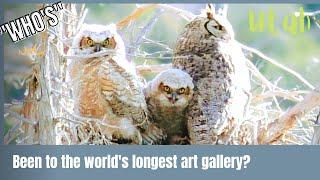 Nine-Mile Canyon Utah | The World's Longest Art Gallery | Petroglyphs : offroad801 Jeep adventure