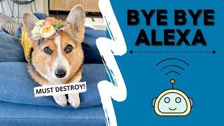 DOG TALKS TO ALEXA! #amazon #funny