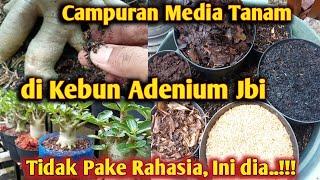 Media Tanam Terbaik Adenium