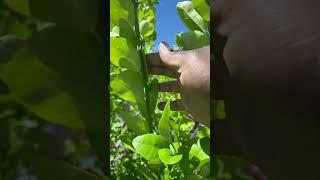 A walk thru the mini orchard #gardening #garden #gardeningtips #gardeninspiration