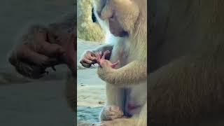 So amazing! Monkey Bella looks after newborn squirrel like her baby #shortvideo #monkey #squirrel