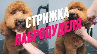 СТРИЖКА ЛАБРОДУДЕЛЯ / ЛАБРОДУДЛЬ / ОБУЧЕНИЕ ГРУМИНГУ /  Эпизод МАСТЕР-КЛАССА / GROOM SCHOOL