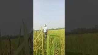 Vishwanath prajapati farmer #trending