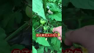Life with garden 番茄整枝修剪注意这几点，花多果多产量高 #西红柿种植 #番茄种植 #西红柿高产 #番茄种植技术 #农业种植