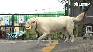 [감동 실화] 입양 간 새끼에게 매일 간식 배달하는 엄마 진순이ㅣJindo Dog Delivers Snack To Her Pup In Different House