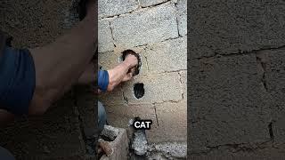 This guy's puppy got stuck inside the wall!