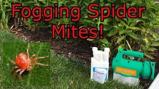 Spider Mite Control with Talstar P and Fog Master Jr.