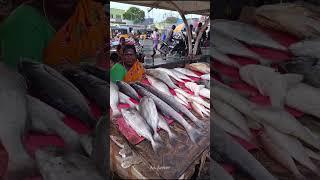 ₹600 Sheela Fish || Kasimated Fish Market || As Anser #fish #kasimedu #chennai