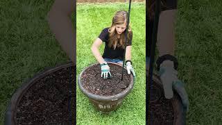 Double planter hack to brighten up the back patio 🪴 #pottedplants #pottinghacks #outdoordecor