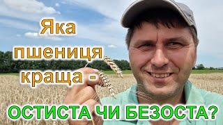 Яка пшениця краща - остиста чи безоста?