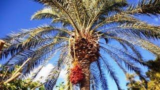 PALM TREE BIRTH. DATE PALM TREE