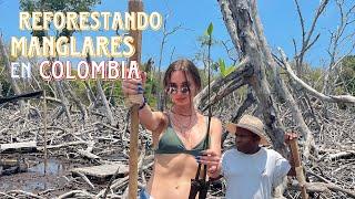 RUSA reforestando MANGLARES en COLOMBIA